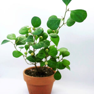 Ficus Deltoidea