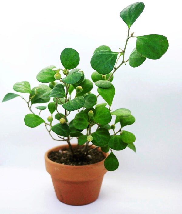 Ficus Deltoidea