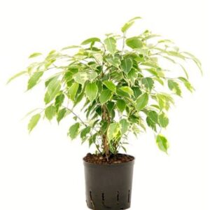 Ficus Variegated