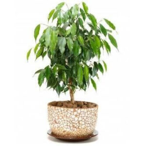 Ficus Weeping Fig