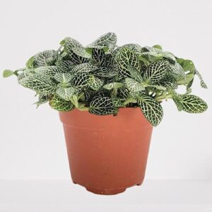 Fittonia Green