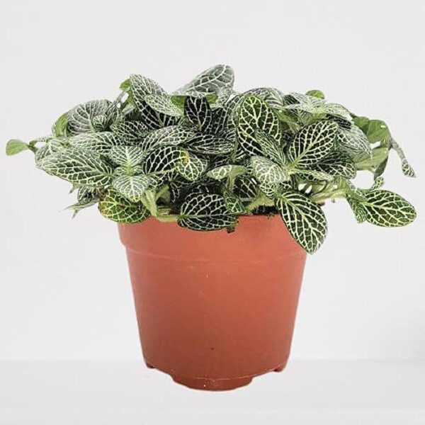 Fittonia Green