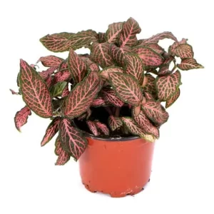 Fittonia Pink