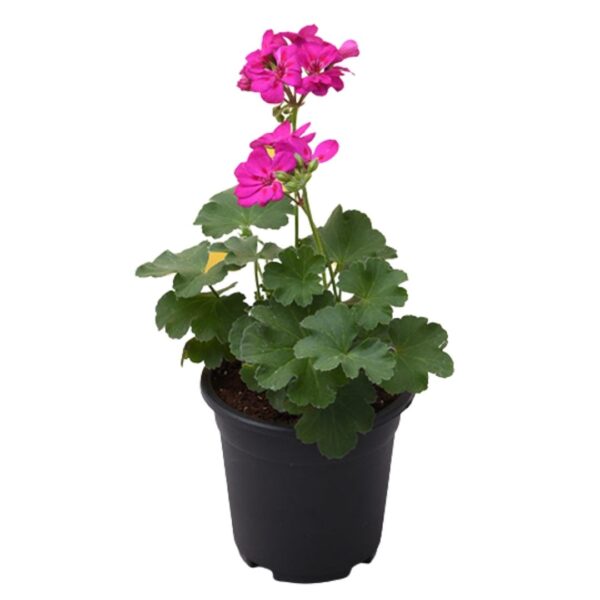 Geranium Pink