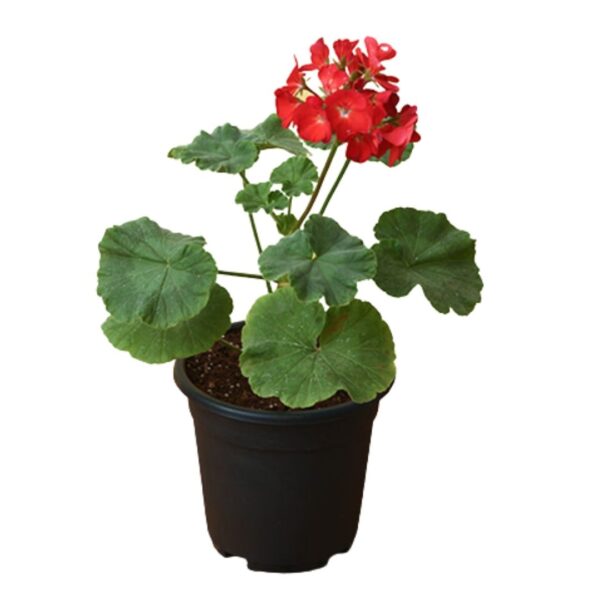 Geranium Red