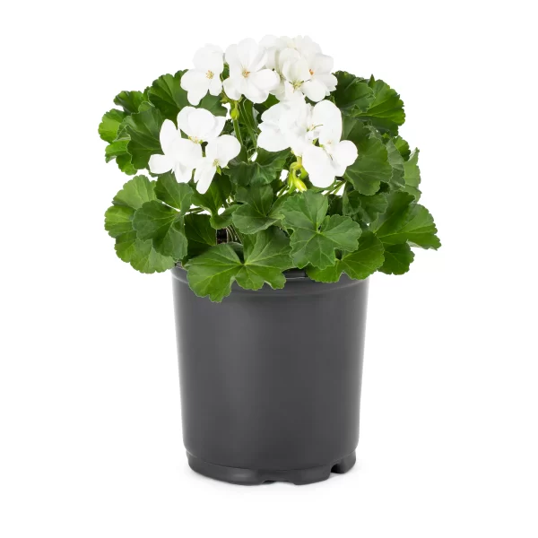 Geranium White