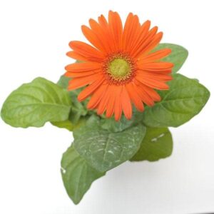 Gerbera Orange