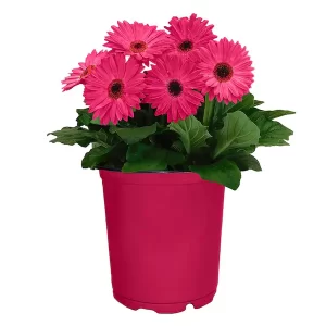 Gerbera Pink