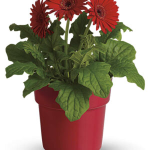 Gerbera Red