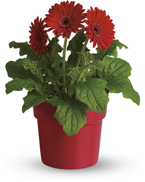 Gerbera Red