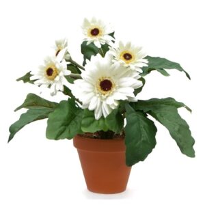 Gerbera White