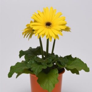 Gerbera Yellow