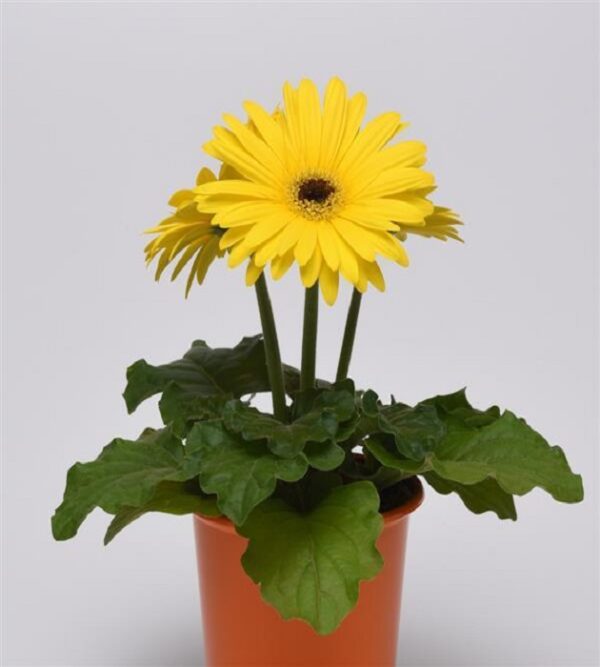 Gerbera Yellow