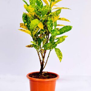 Gold Dust Croton