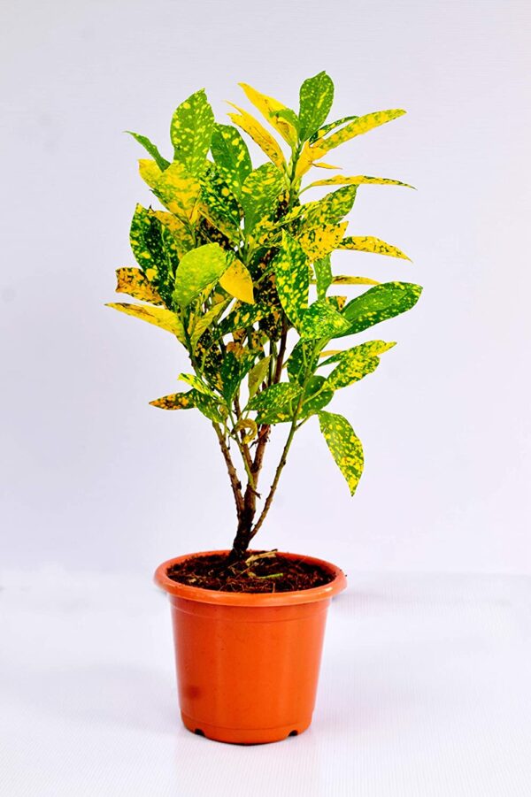 Gold Dust Croton