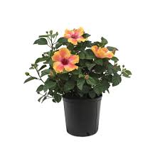 Hibiscus Orange