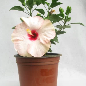 Hibiscus White