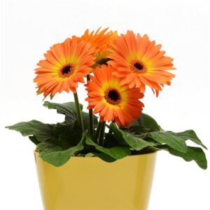 Hybrid Gerbera Orange