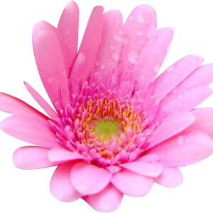 Hybrid Gerbera Pink