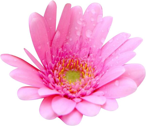 Hybrid Gerbera Pink