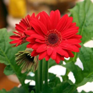 Hybrid Gerbera Red