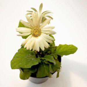 Hybrid Gerbera White