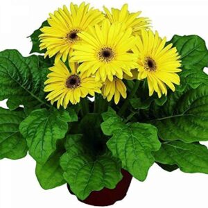 Hybrid Gerbera Yellow