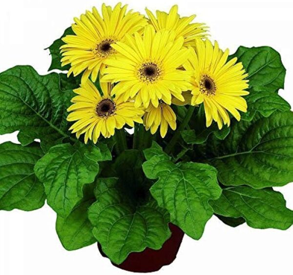 Hybrid Gerbera Yellow