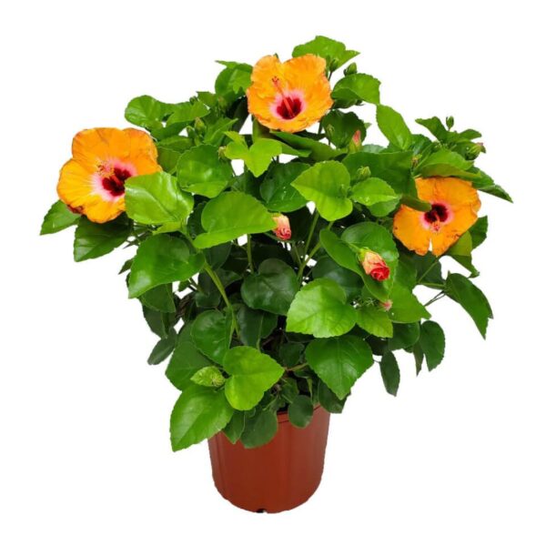 Hybrid Hibiscus Orange