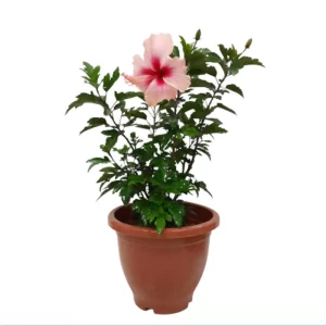 Hybrid Hibiscus Pink