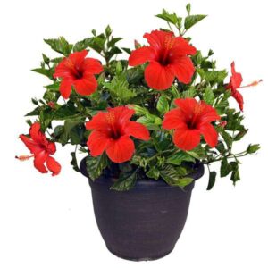 Hybrid Hibiscus Red