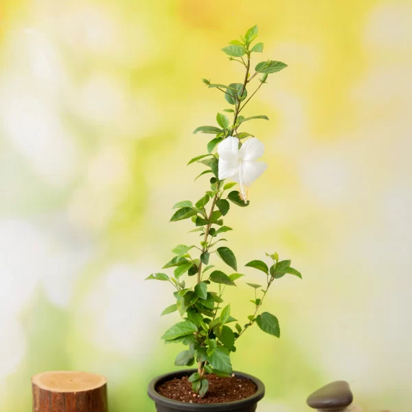 Hybrid Hibiscus White