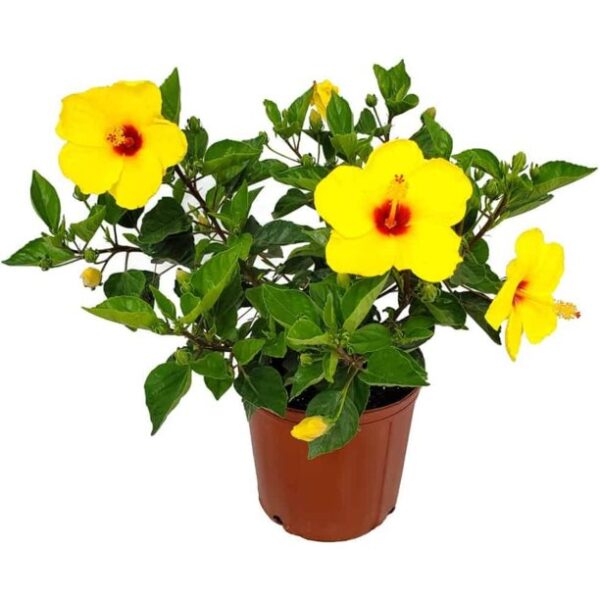 Hybrid Hibiscus Yellow