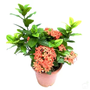 Hybrid Ixora Orange