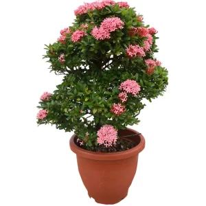 Hybrid Ixora Pink