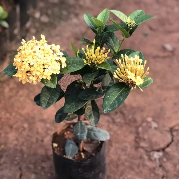 Hybrid Ixora Yellow