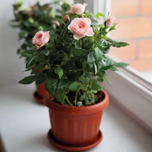 Hybrid Tea Rose Baby Pink