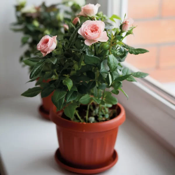 Hybrid Tea Rose Baby Pink