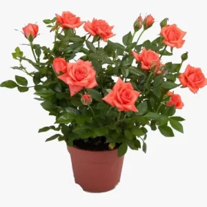 Hybrid Tea Rose Orange