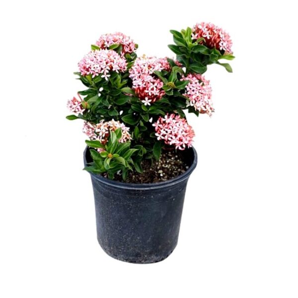 Ixora Pink