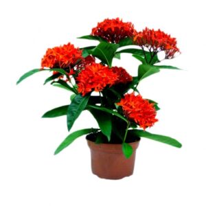 Ixora Red