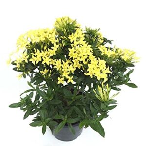 Ixora Yellow