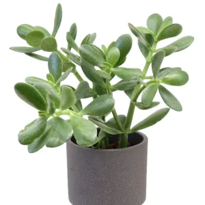 Jade Plant