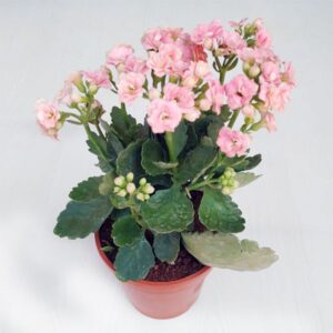 Kalanchoe Baby Pink