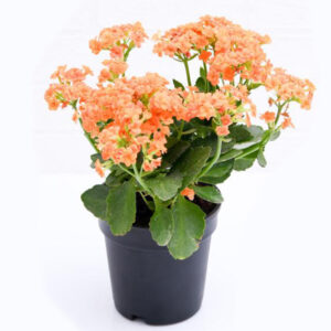 Kalanchoe Orange