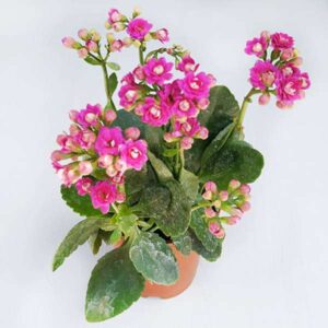 Kalanchoe Pink