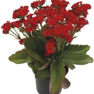 Kalanchoe Red