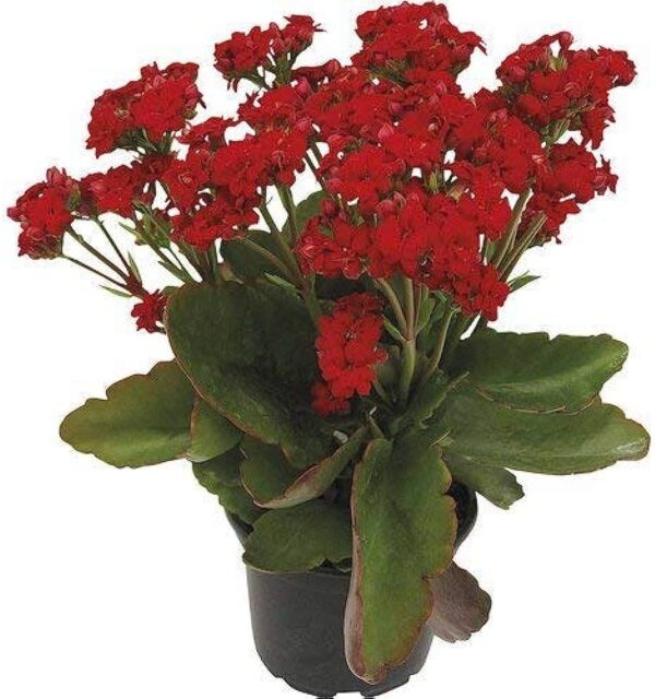 Kalanchoe Red