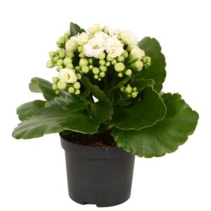 Kalanchoe White