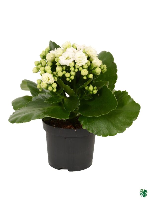 Kalanchoe White